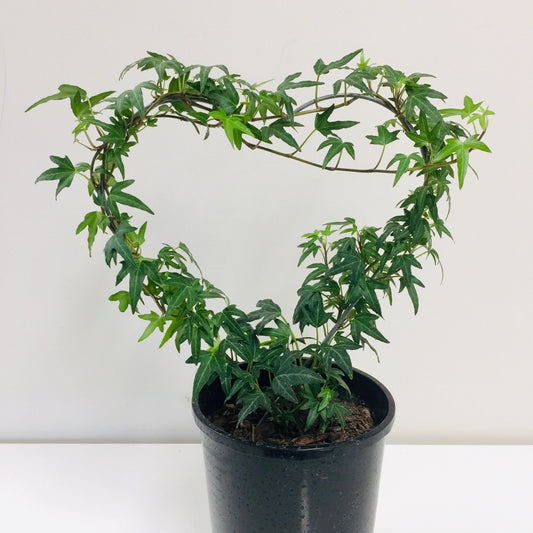 Hedera On Wire Heart