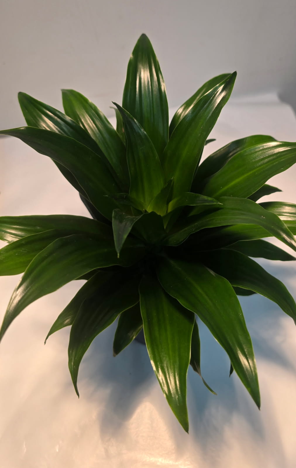 Draceana Janet Craig Compacta 14cm