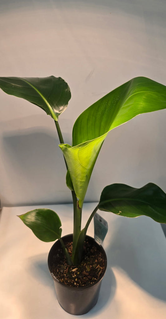 Strelitzia Nicolai - Bird of Paradise