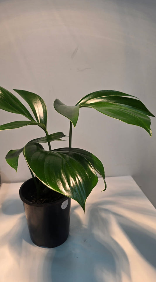 Rhaphidophora Decursiva 14cm