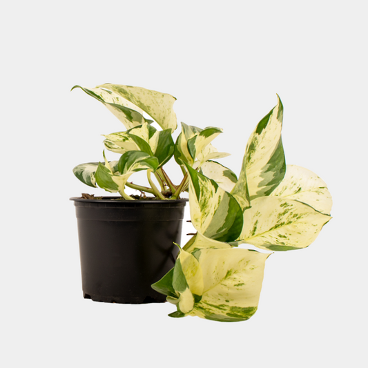 Manjula Pothos (Epipremnum Aureum)