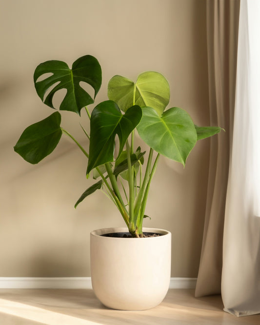 Monstera Deliciosa
