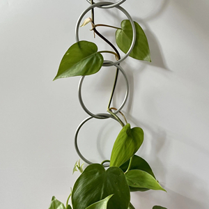 Plant Support Chain
