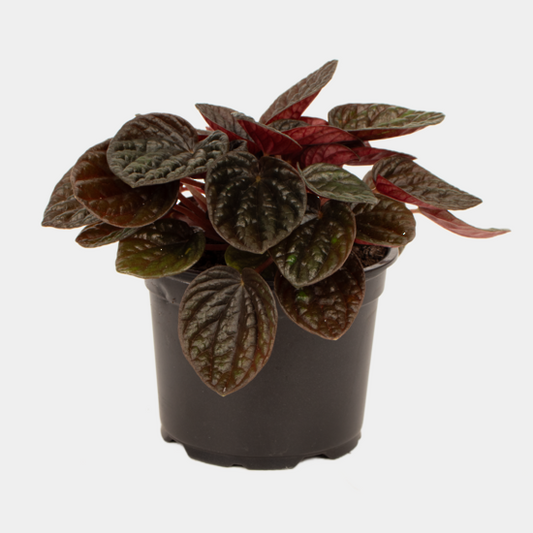 Peperomia Chocolat