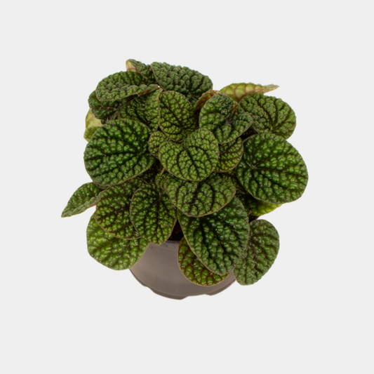 Peperomia Green Bubble