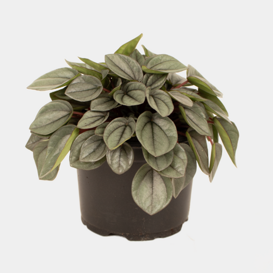 Peperomia Milano