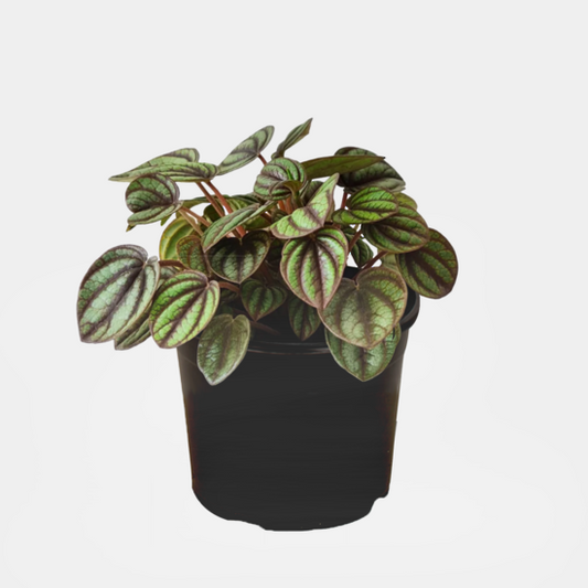 Peperomia - Piccolo Banda