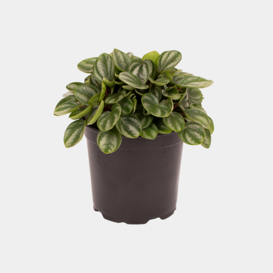 Peperomia Royal Princess