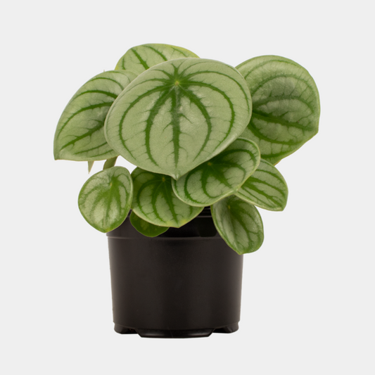 Peperomia Watermelon 14cm