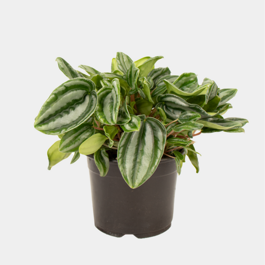 Peperomia - Watermelon Mini