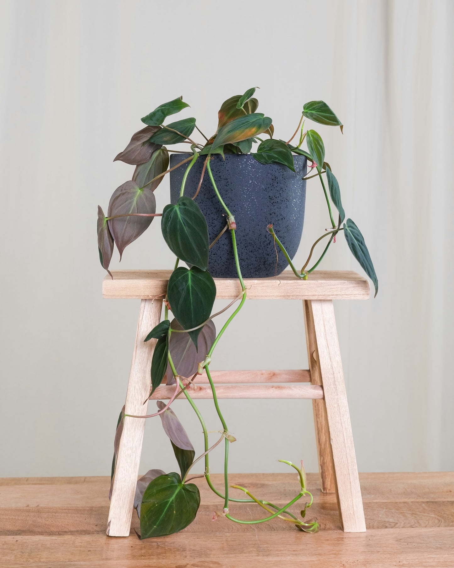 Philodendron - Micans