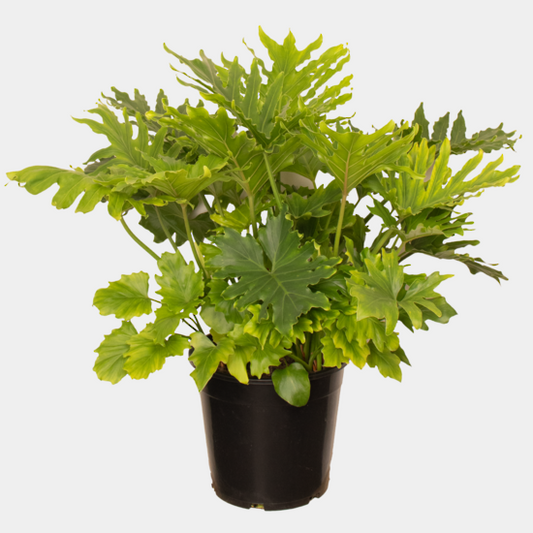 Philodendron Hope 30cm