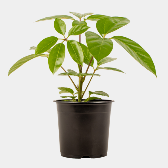 Schefflera Alpine