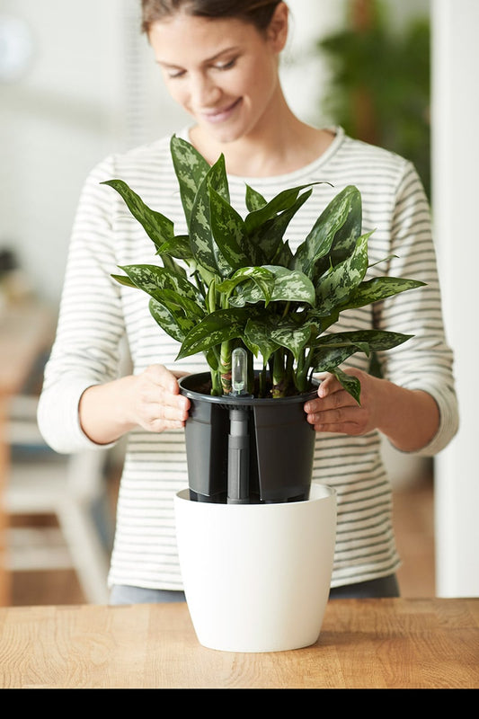 Elho Self Watering Insert