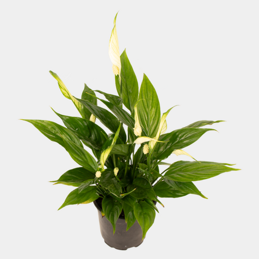Spathiphyllum - Sunshine Girl (Peace Lily)