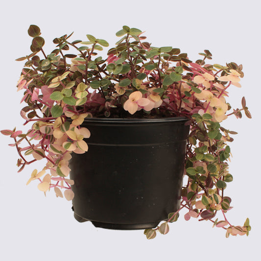 Callisia (Sweet Bubbles) 14cm