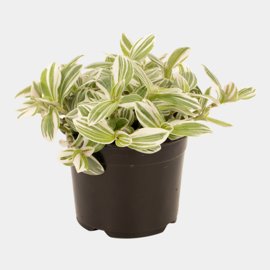 Tradescantia Tenderness