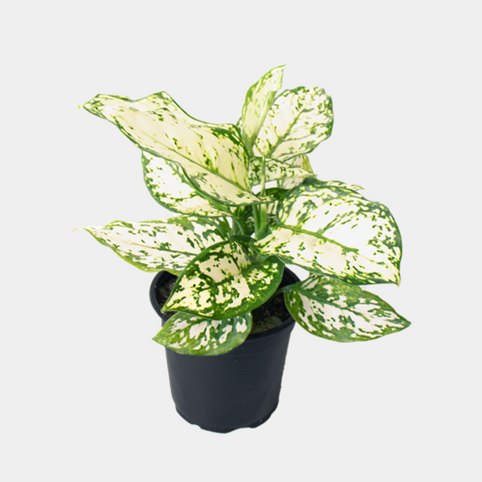 Aglaonema Variegated Pearls