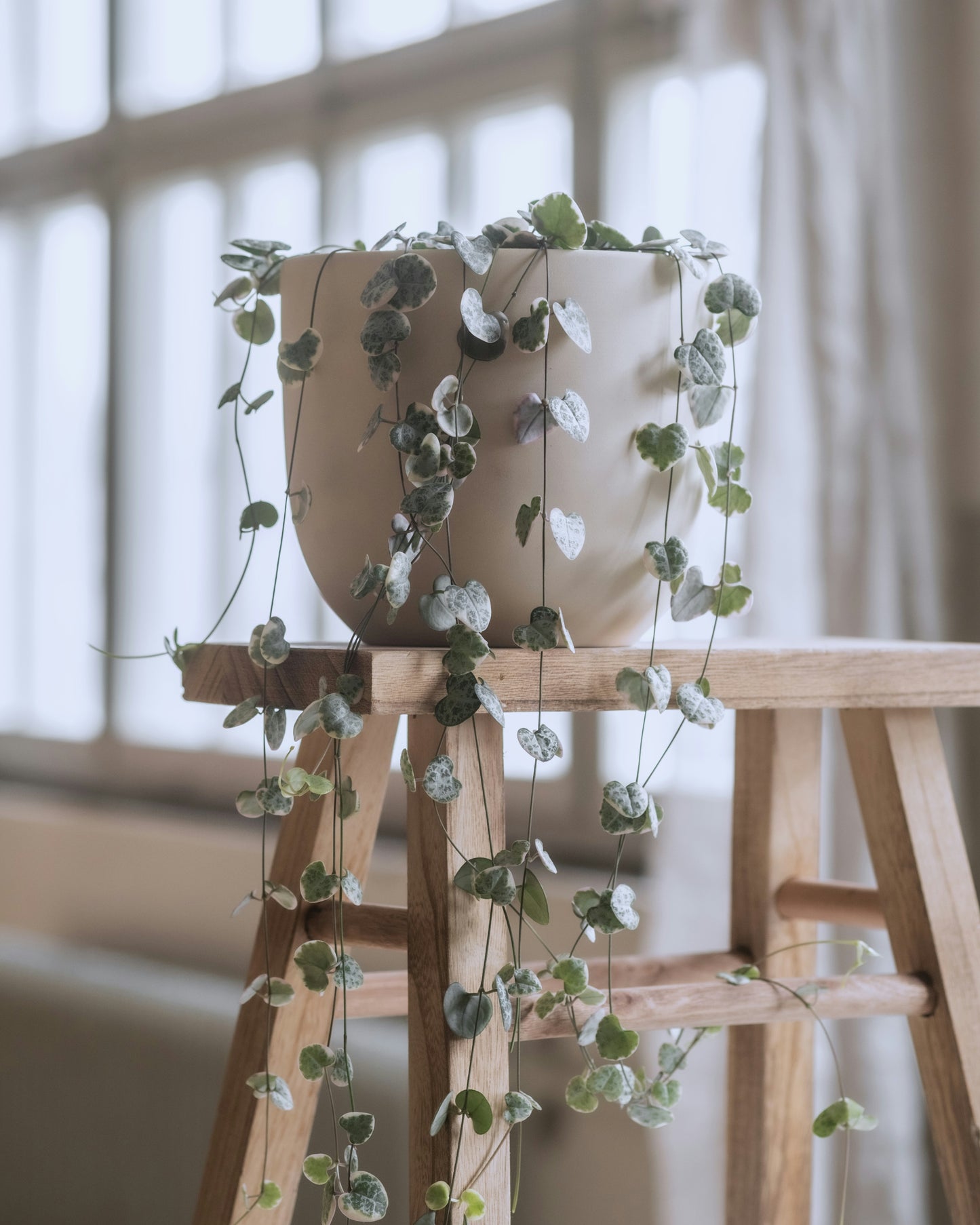 Variegated Chain of Hearts (Ceropegia Woodii) 12cm