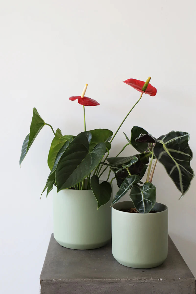 Pistachio Cover Pot