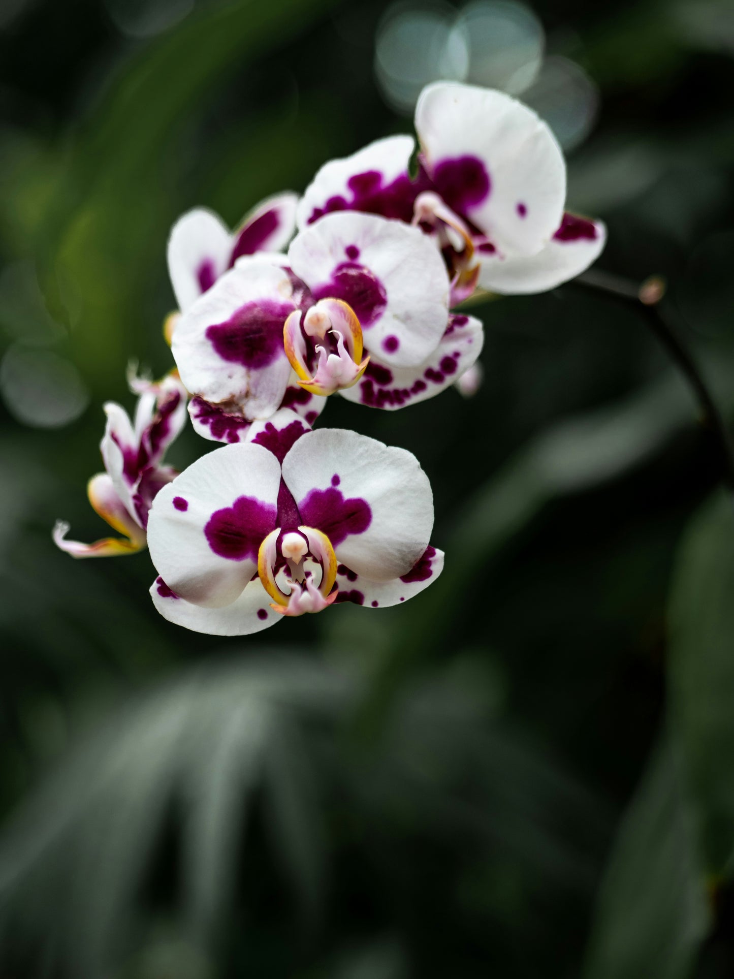 Phalaenopsis Orchid