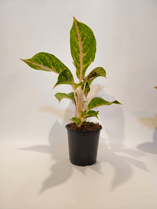 Aglaonema Nightsparkle