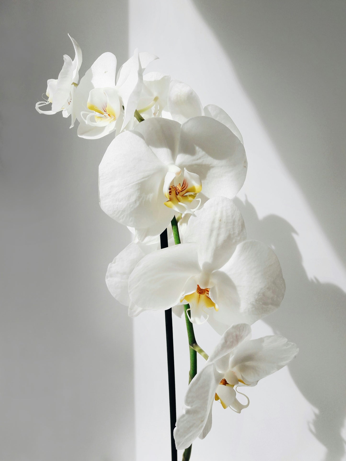 Phalaenopsis Orchid
