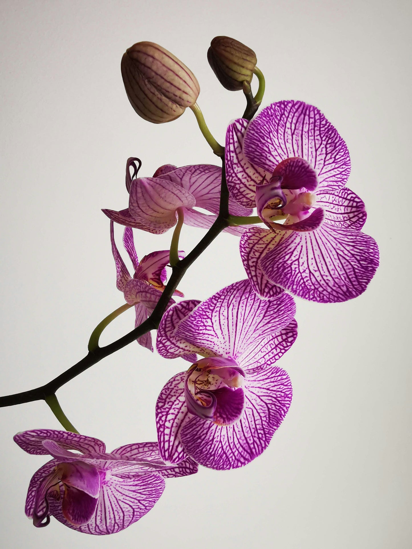 Phalaenopsis Orchid