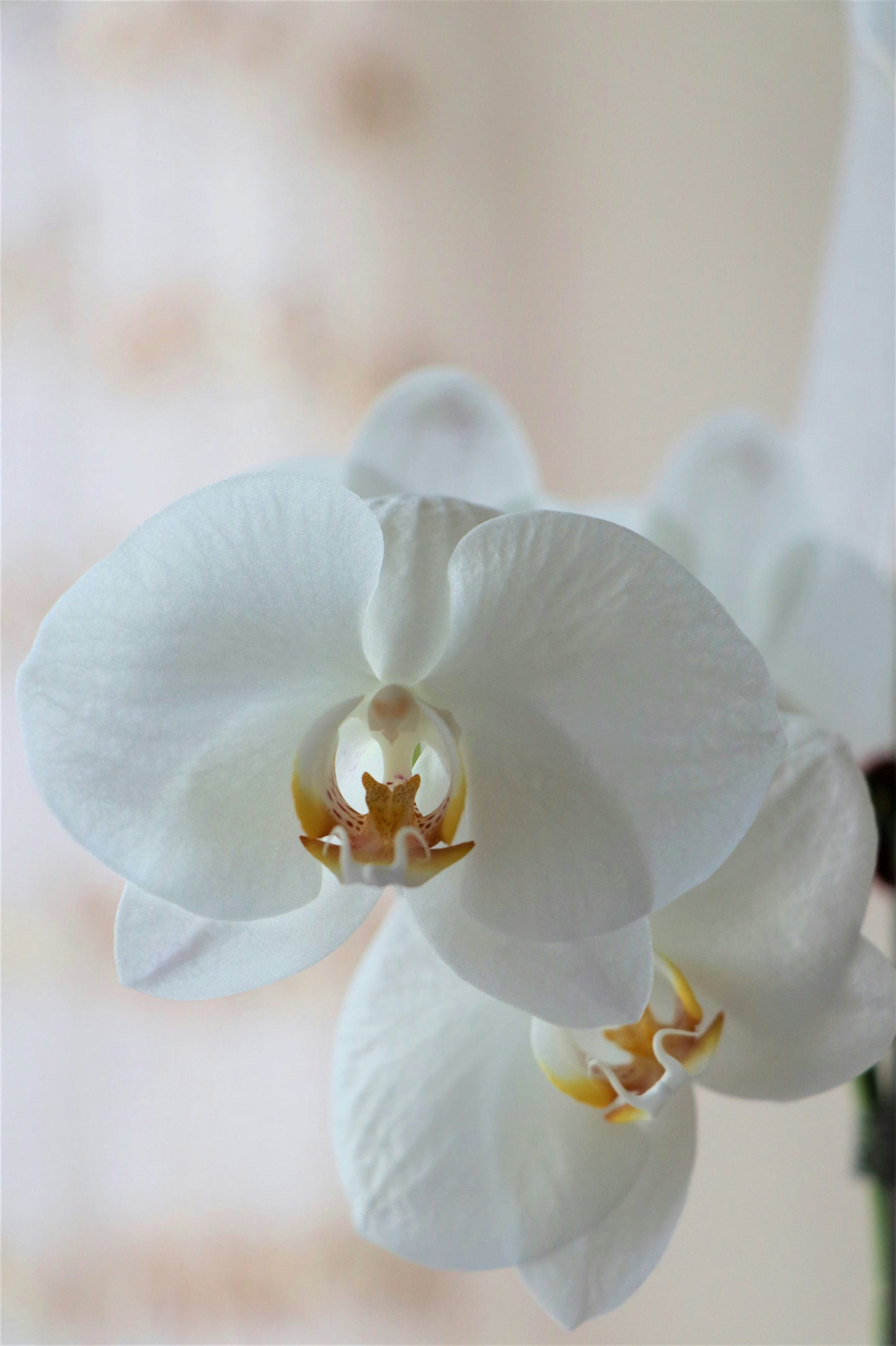 Phalaenopsis Orchid