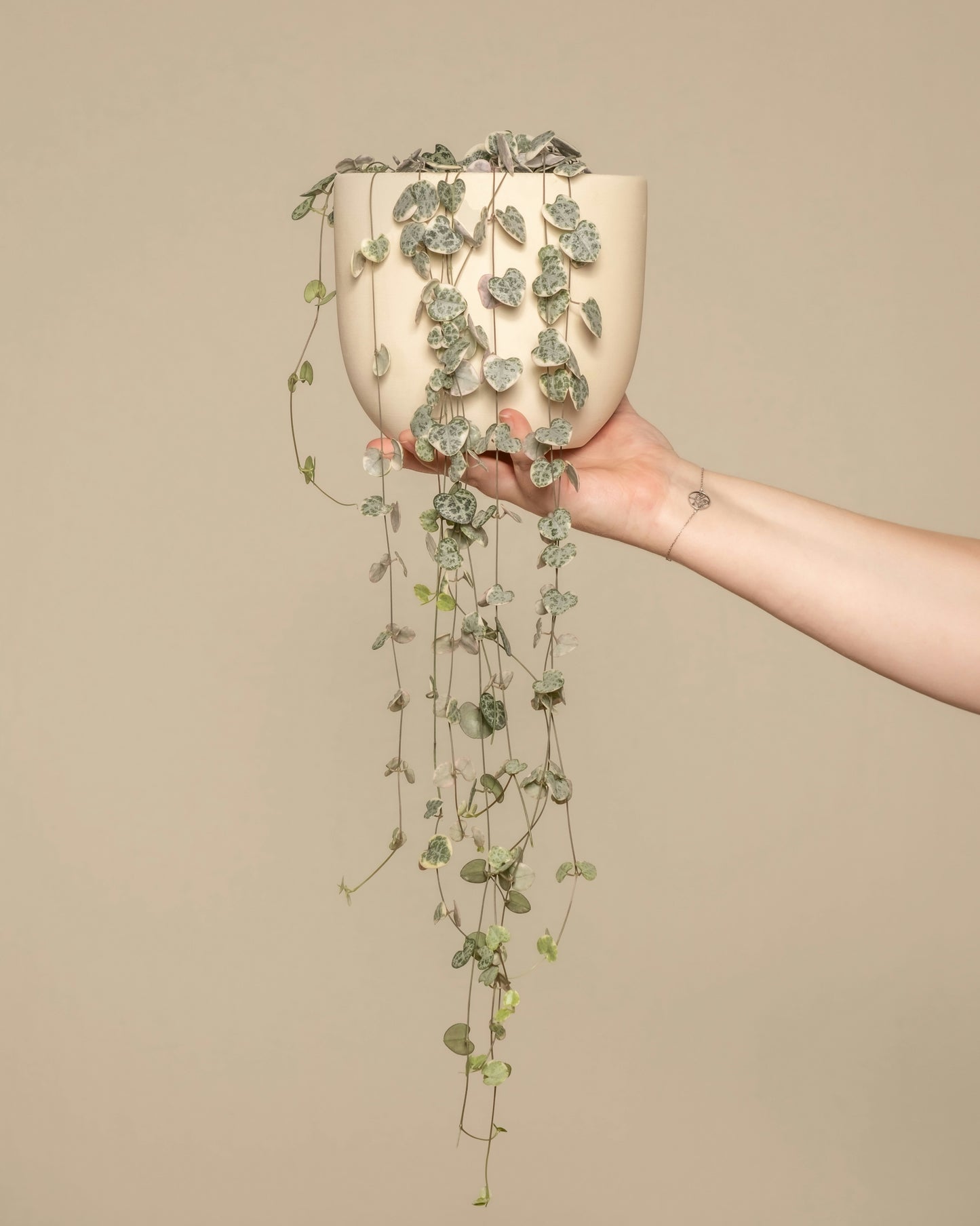 Variegated Chain of Hearts (Ceropegia Woodii) 12cm