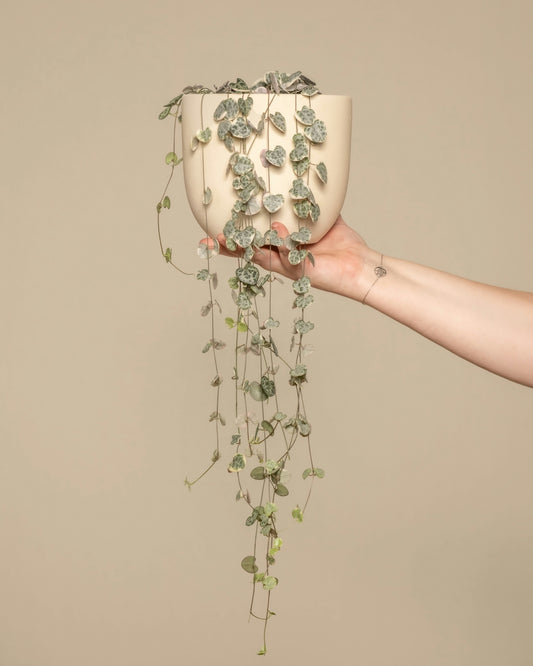 Variegated Chain of Hearts (Ceropegia Woodii) 12cm