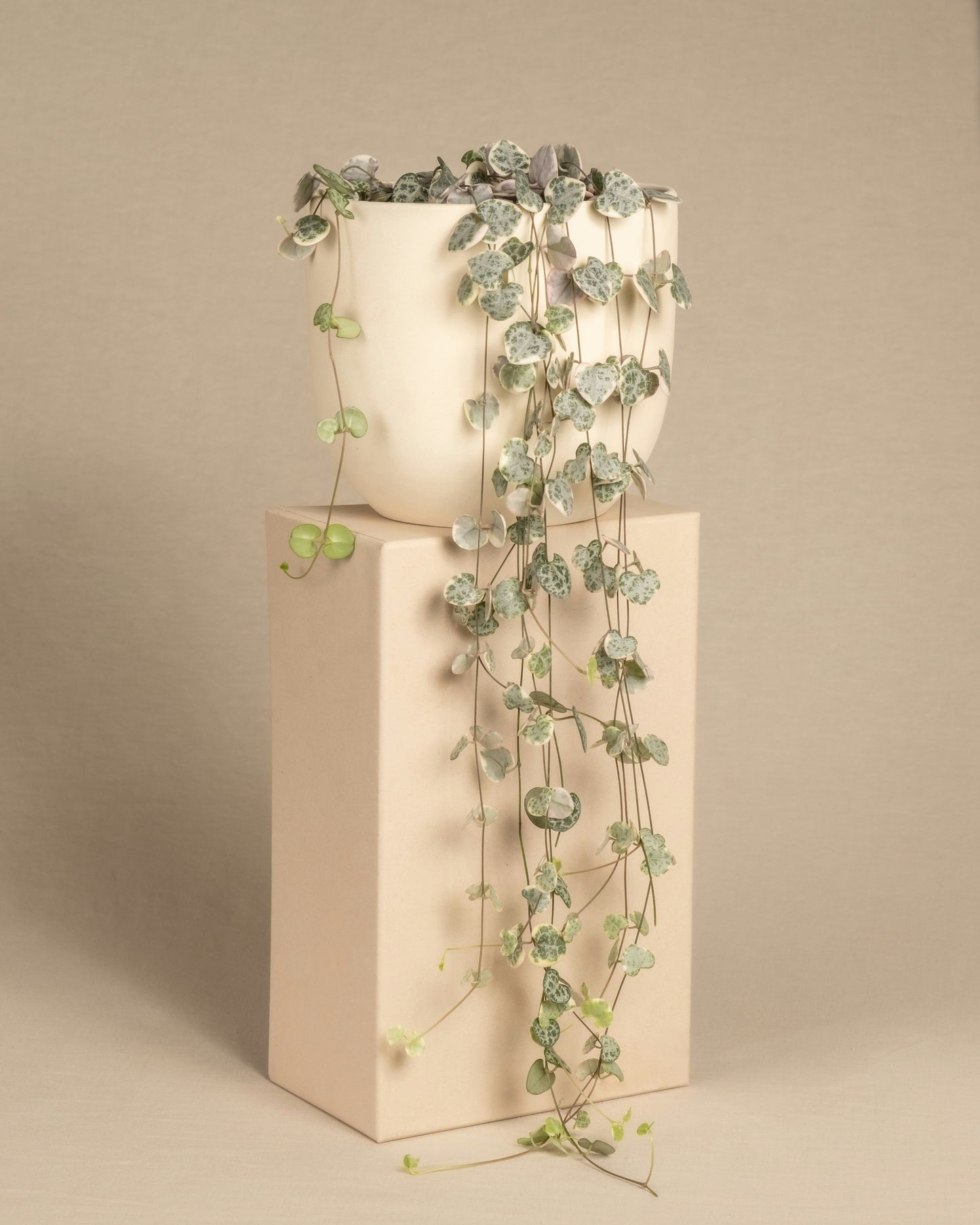 Variegated Chain of Hearts (Ceropegia Woodii) 12cm