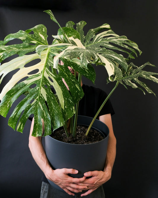 Monstera Thai Constellation