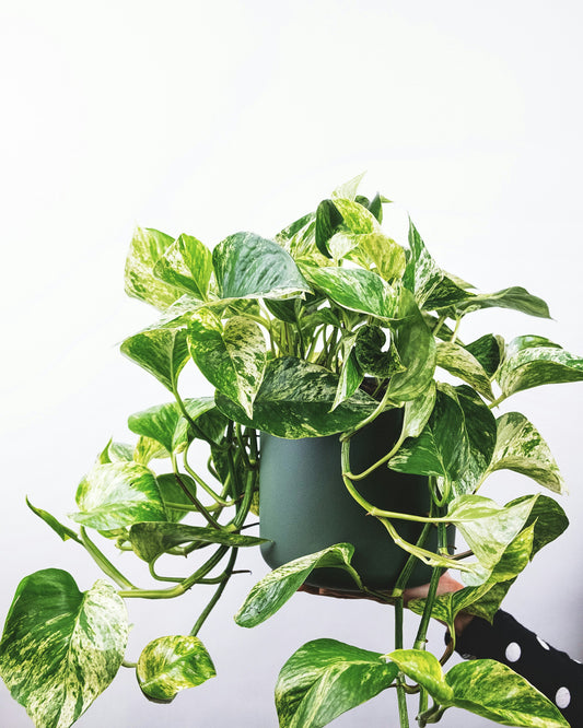 Marble Queen - Epipremnum Aureum