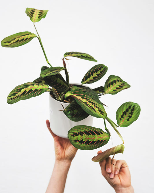 Maranta Tricolour - Prayer Plant