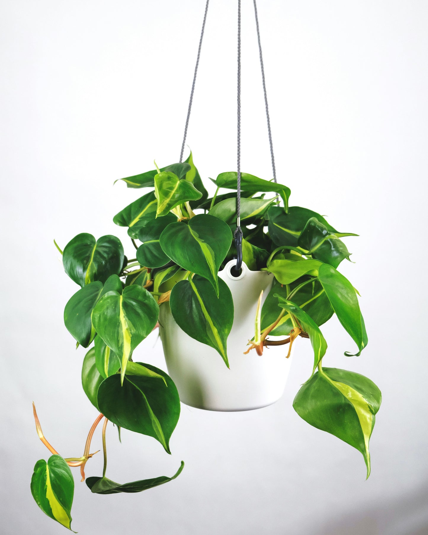 Philodendron - Brasil