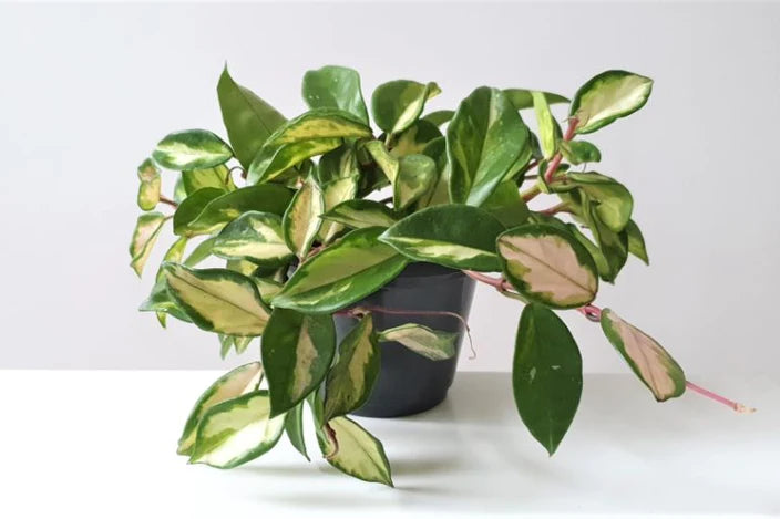 Hoya - Australis Lisa