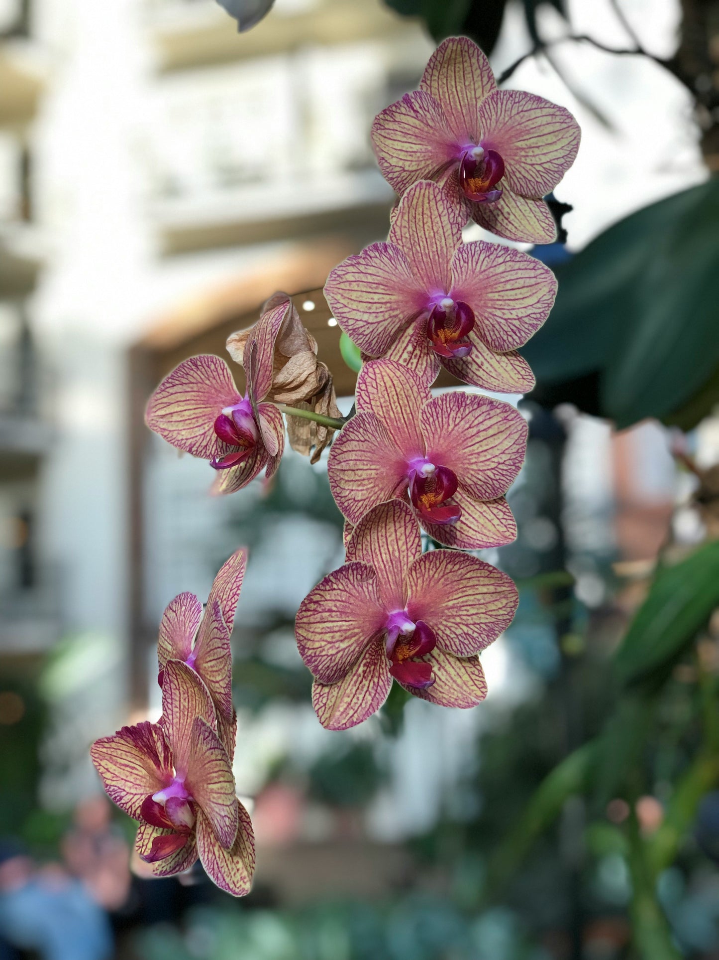 Phalaenopsis Orchid