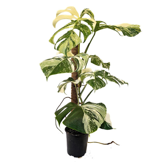 Monstera Variegated Albo 17cm