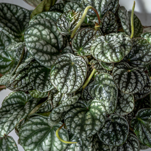 Peperomia - Burbella