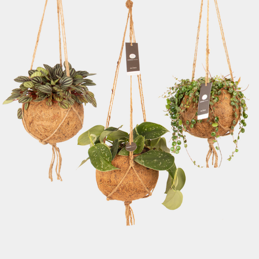Kokedama