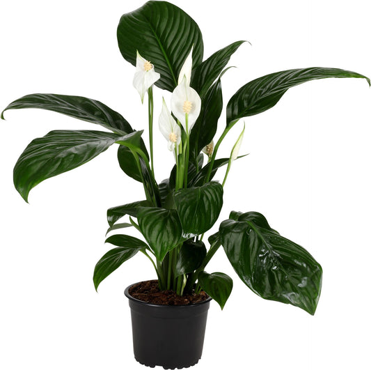 Peace Lily